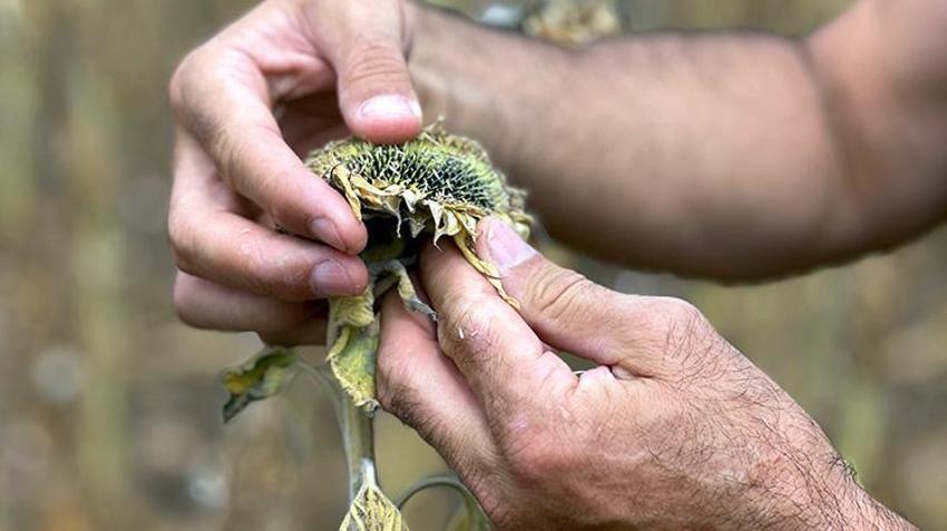 Trakya'da başlar öne eğildi mecburi karar verildi! Edirne'de hasat erkene alınacak