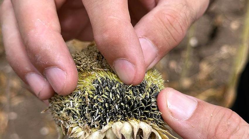 Trakya'da başlar öne eğildi mecburi karar verildi! Edirne'de hasat erkene alınacak