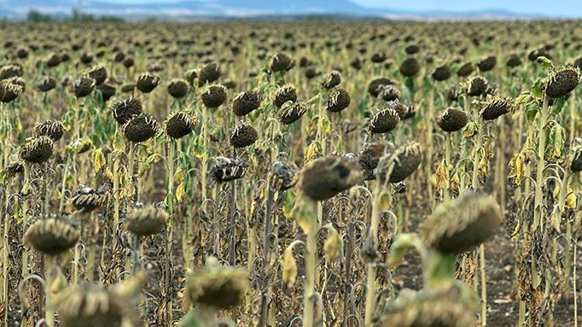 Trakya'da başlar öne eğildi mecburi karar verildi! Edirne'de hasat erkene alınacak