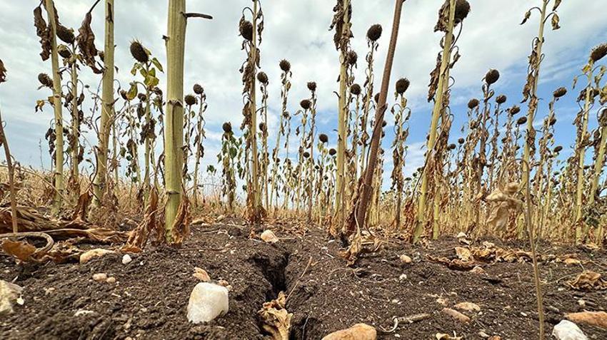 Trakya'da başlar öne eğildi mecburi karar verildi! Edirne'de hasat erkene alınacak