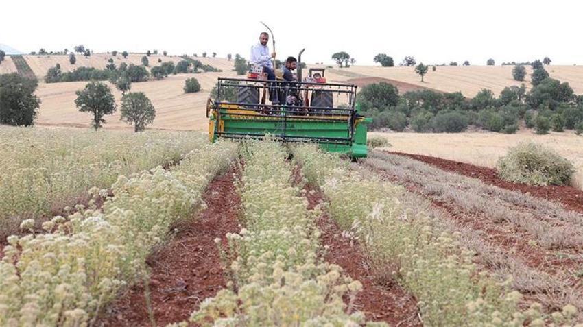 Destek kararı! Konya'da ekilmeyen atıl durumdaki araziler için can suyu olacak