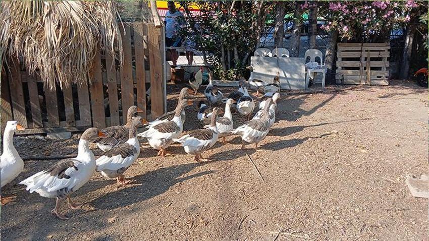 Balıkesir'de kazlara 'şartlı tahliye' geldi! Bir ayın sonunda özgürlüklerine kavuştular