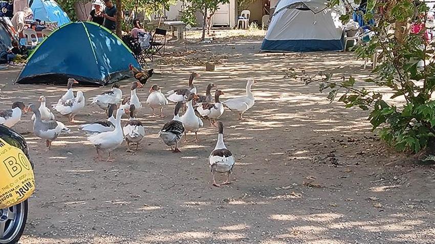 Balıkesir'de kazlara 'şartlı tahliye' geldi! Bir ayın sonunda özgürlüklerine kavuştular