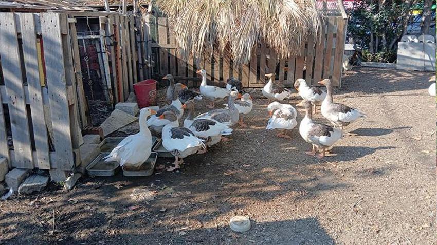 Balıkesir'de kazlara 'şartlı tahliye' geldi! Bir ayın sonunda özgürlüklerine kavuştular