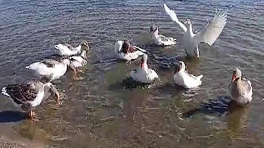 Balıkesir'de kazlara 'şartlı tahliye' geldi! Bir ayın sonunda özgürlüklerine kavuştular