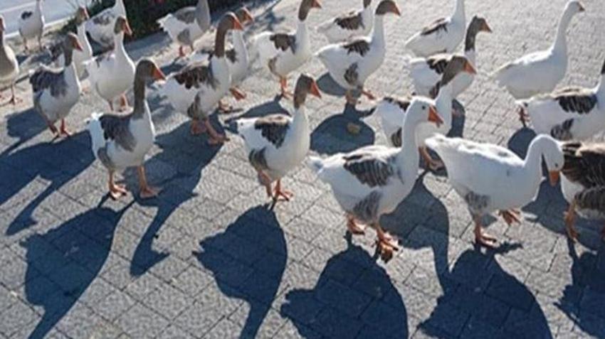 Balıkesir'de kazlara 'şartlı tahliye' geldi! Bir ayın sonunda özgürlüklerine kavuştular