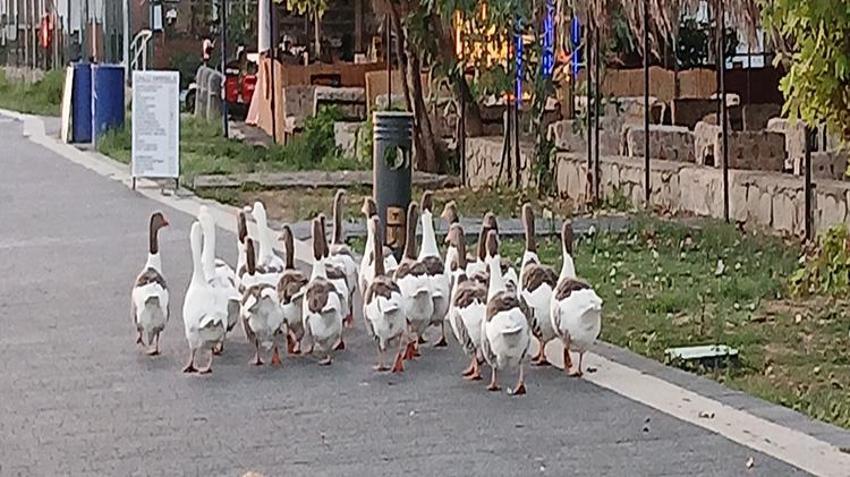 Balıkesir'de kazlara 'şartlı tahliye' geldi! Bir ayın sonunda özgürlüklerine kavuştular