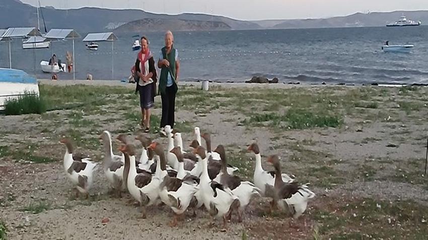Balıkesir'de kazlara 'şartlı tahliye' geldi! Bir ayın sonunda özgürlüklerine kavuştular