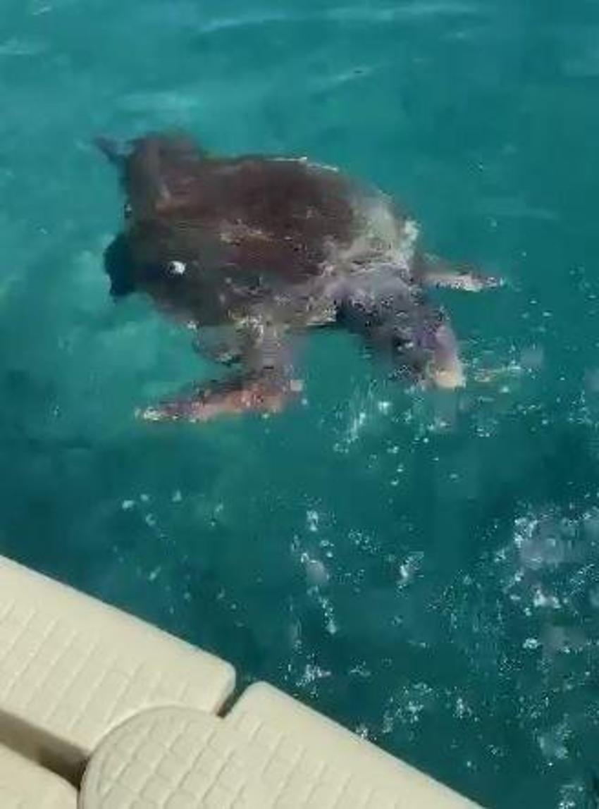 Caretta caretta neden ısırır? Antalya'ya vakalar arttı, uzman isim nedenini açıkladı
