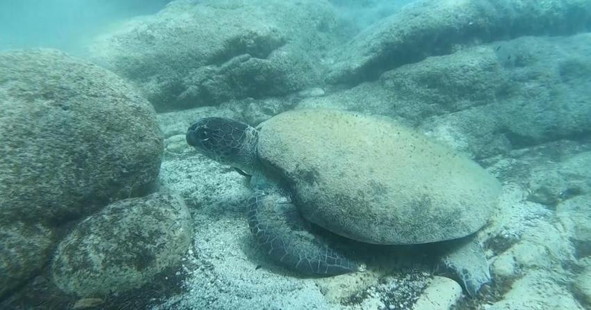 Caretta caretta neden ısırır? Antalya'ya vakalar arttı, uzman isim nedenini açıkladı