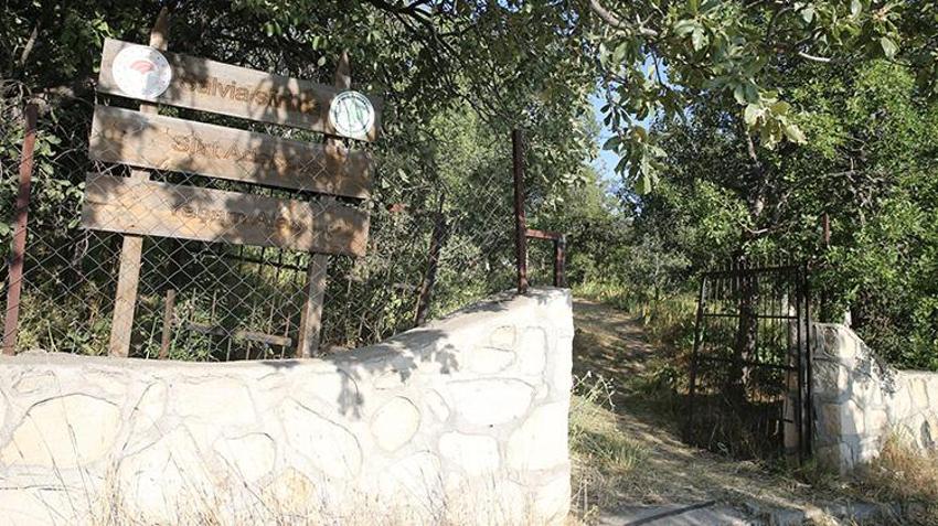 Siirt Tillo'da nöbet başladı! Sadece mezarlıkta yetişiyor; koparmanın cezası yarım milyon TL