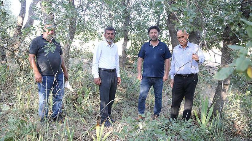 Siirt Tillo'da nöbet başladı! Sadece mezarlıkta yetişiyor; koparmanın cezası yarım milyon TL