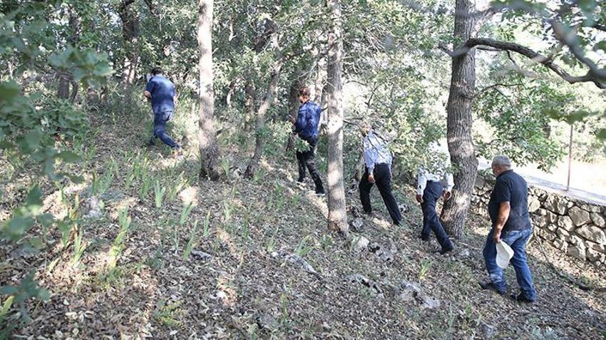 Siirt Tillo'da nöbet başladı! Sadece mezarlıkta yetişiyor; koparmanın cezası yarım milyon TL