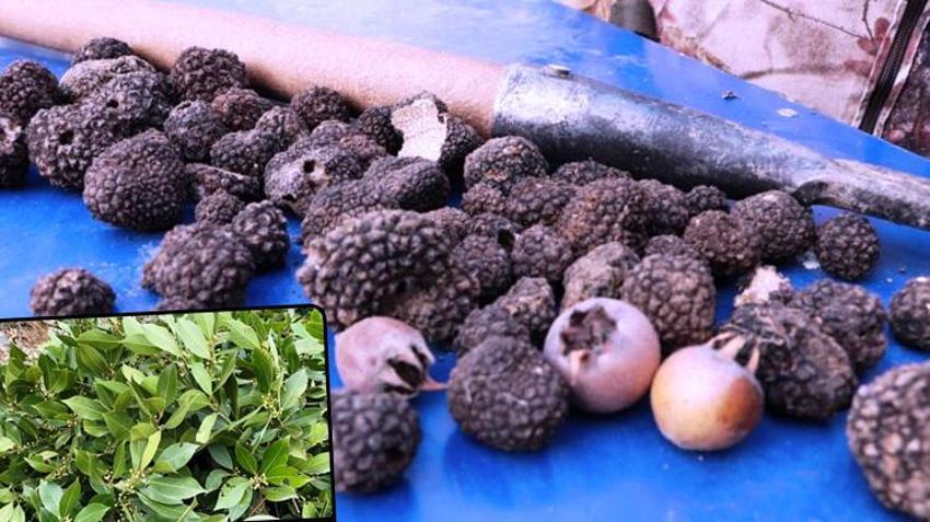 Samsun ormanları köylüye gelir kapısı oldu: Köyde 29 aile yapmaya başladı, milyonlarca liralık gelir sağladı!