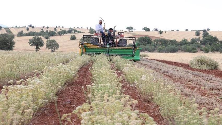Boş tarlaya ekti şifayı buldu: Çiftçi yeni gelir kapısına kavuştu! 7 yıl ömrü var