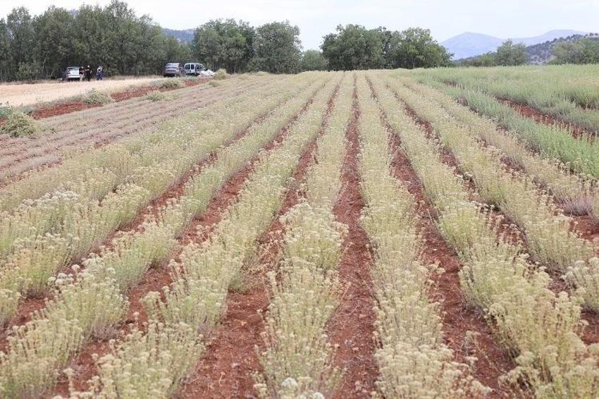 Boş tarlaya ekti şifayı buldu: Çiftçi yeni gelir kapısına kavuştu! 7 yıl ömrü var