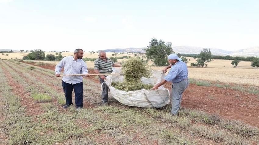 Boş tarlaya ekti şifayı buldu: Çiftçi yeni gelir kapısına kavuştu! 7 yıl ömrü var