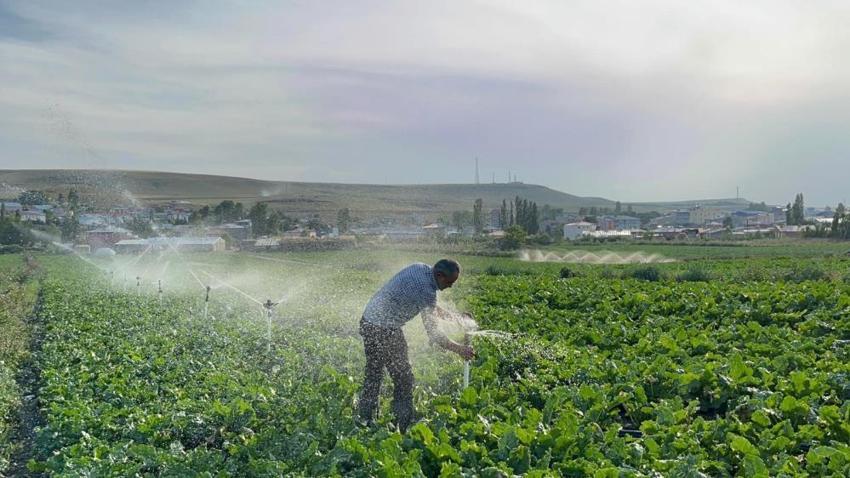 Karslı çiftçinin tek derdi çocuklarını okutmak! Bunun için yıllardır her gün sabahın köründe tarlaya gidiyor