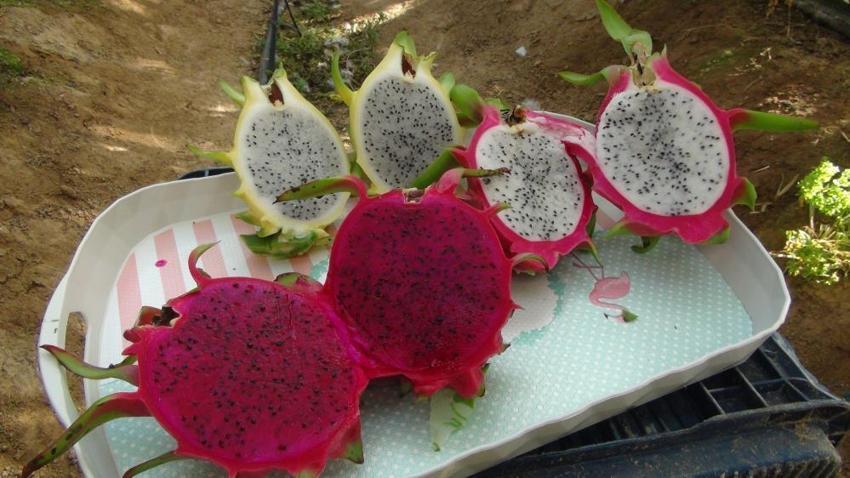 Mersin'deki pitaya bahçelerinde hasat başladı! Emekli olduktan sonra daha çok kazanmaya başladı