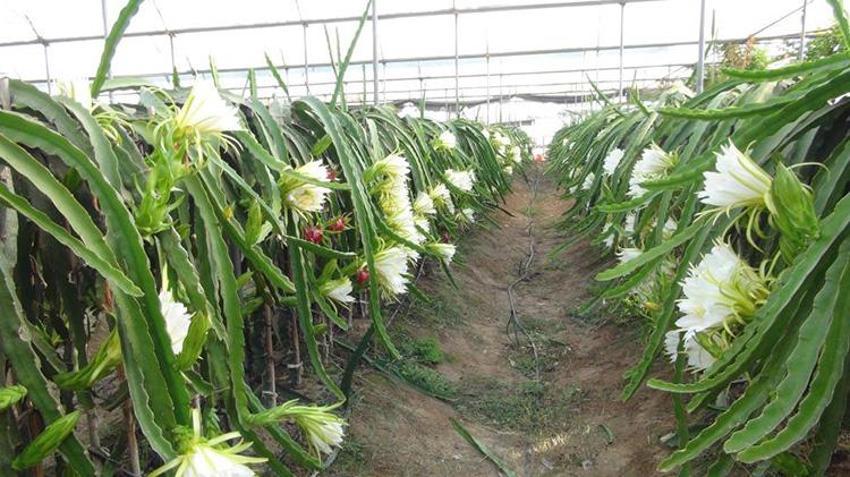 Mersin'deki pitaya bahçelerinde hasat başladı! Emekli olduktan sonra daha çok kazanmaya başladı