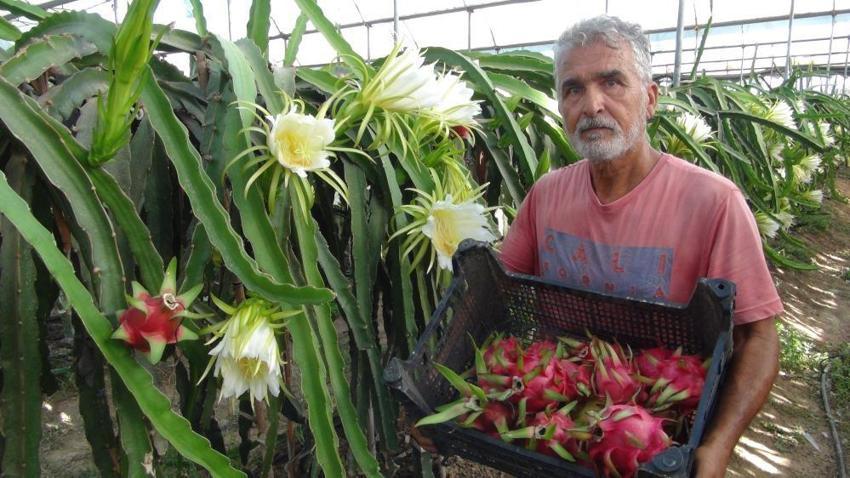 Mersin'deki pitaya bahçelerinde hasat başladı! Emekli olduktan sonra daha çok kazanmaya başladı