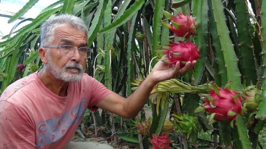 Mersin'deki pitaya bahçelerinde hasat başladı! Emekli olduktan sonra daha çok kazanmaya başladı