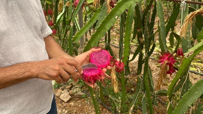 Mersin'deki pitaya bahçelerinde hasat başladı! Emekli olduktan sonra daha çok kazanmaya başladı