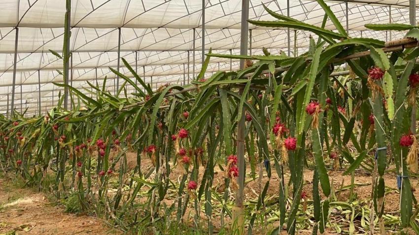 Mersin'deki pitaya bahçelerinde hasat başladı! Emekli olduktan sonra daha çok kazanmaya başladı