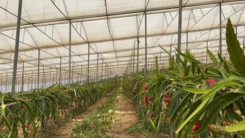 Mersin'deki pitaya bahçelerinde hasat başladı! Emekli olduktan sonra daha çok kazanmaya başladı