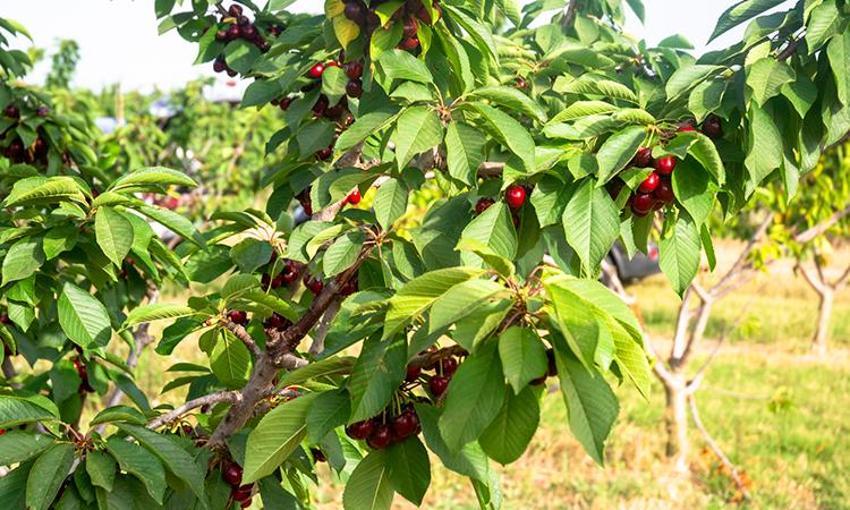 50 bin TL sermaye yetiyor! Bu işe başlayan bir yılda evini alıyor, 30 yıl boyunca kazandırıyor