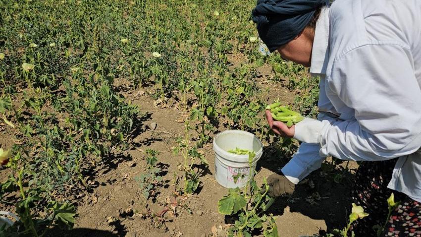 Keşan'da coğrafi işaretli Siğilli ürününde hasat zorlu başladı! 'Kızım sabah ağlaya ağlaya geliyor'