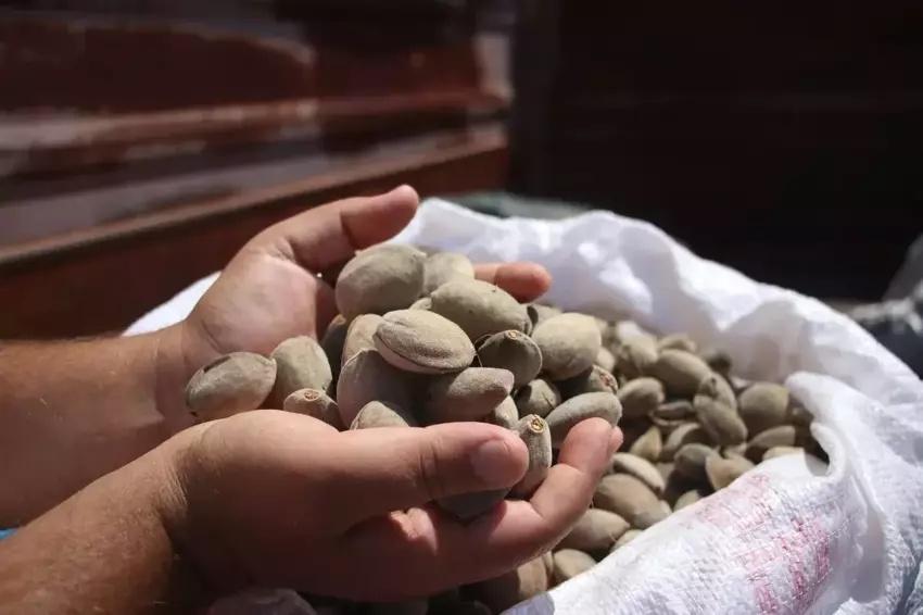 70 doktor Adana'da bir araya geldi, 500 dönüm araziye ekti! Hem internetten hem pazardan kapış kapış gidiyor