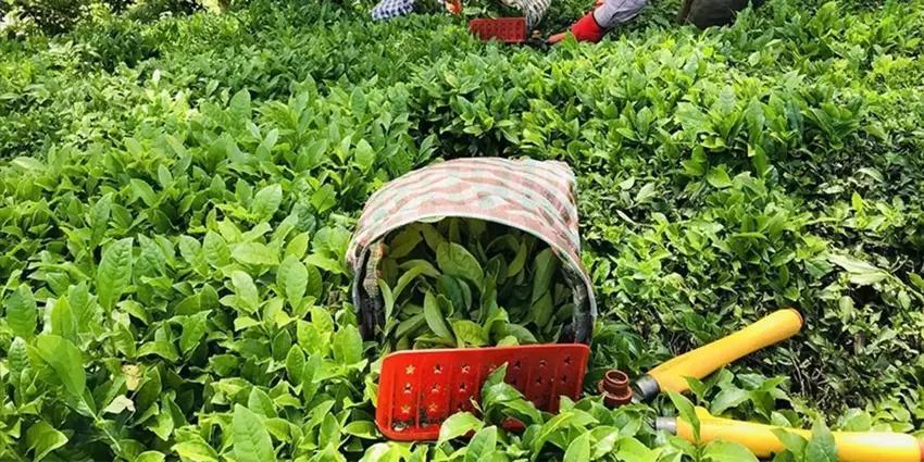 70 doktor Adana'da bir araya geldi, 500 dönüm araziye ekti! Hem internetten hem pazardan kapış kapış gidiyor