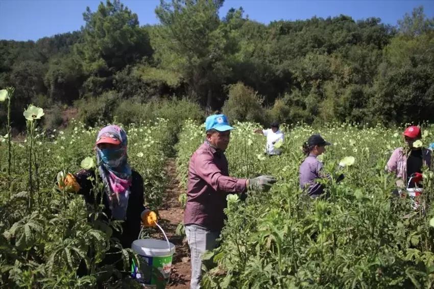 70 doktor Adana'da bir araya geldi, 500 dönüm araziye ekti! Hem internetten hem pazardan kapış kapış gidiyor