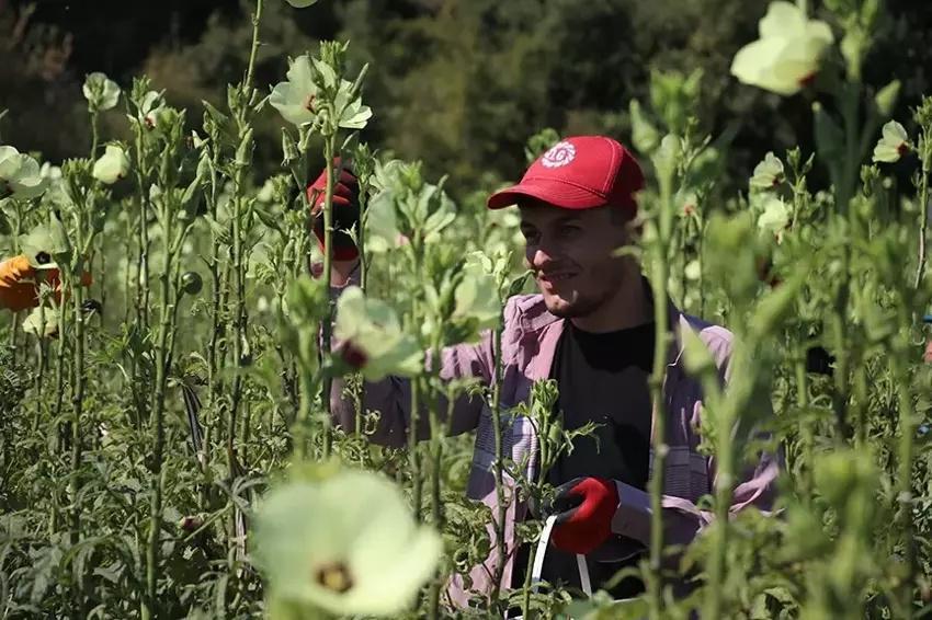 70 doktor Adana'da bir araya geldi, 500 dönüm araziye ekti! Hem internetten hem pazardan kapış kapış gidiyor