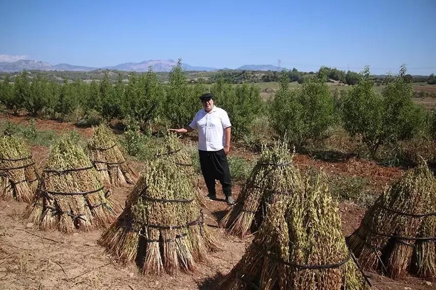 70 doktor Adana'da bir araya geldi, 500 dönüm araziye ekti! Hem internetten hem pazardan kapış kapış gidiyor