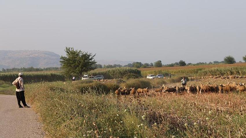50 derece sıcakta zorlu mesai! 'Para edecek diye bu işe girdik'