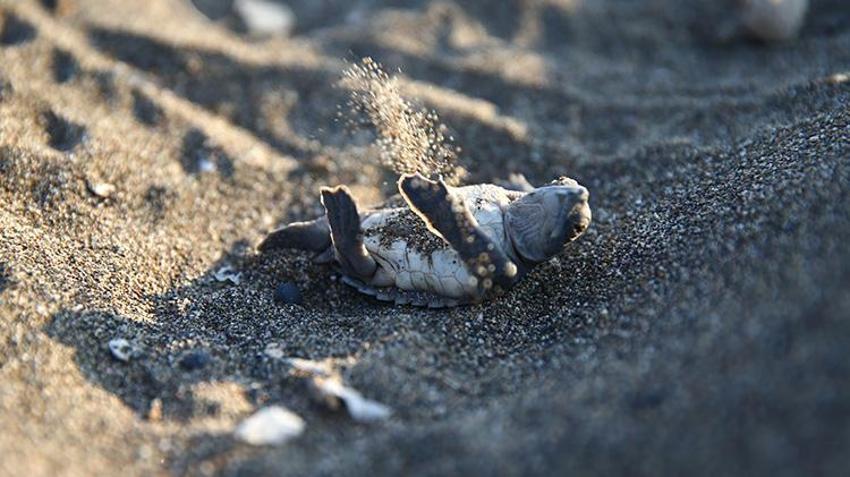 Mersin sahillerinde Akdenizle buluştular! Yeşil Deniz Kaplumbağaların zorlu yolculuğu başladı