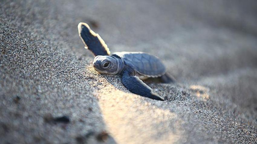 Mersin sahillerinde Akdenizle buluştular! Yeşil Deniz Kaplumbağaların zorlu yolculuğu başladı