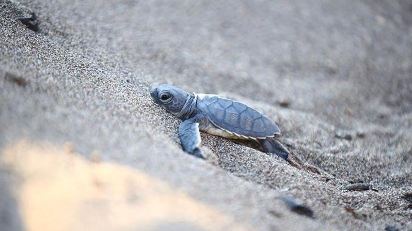 Mersin sahillerinde Akdenizle buluştular! Yeşil Deniz Kaplumbağaların zorlu yolculuğu başladı