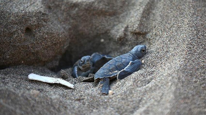 Mersin sahillerinde Akdenizle buluştular! Yeşil Deniz Kaplumbağaların zorlu yolculuğu başladı