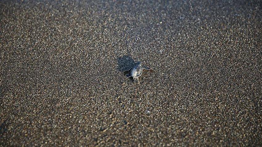 Mersin sahillerinde Akdenizle buluştular! Yeşil Deniz Kaplumbağaların zorlu yolculuğu başladı