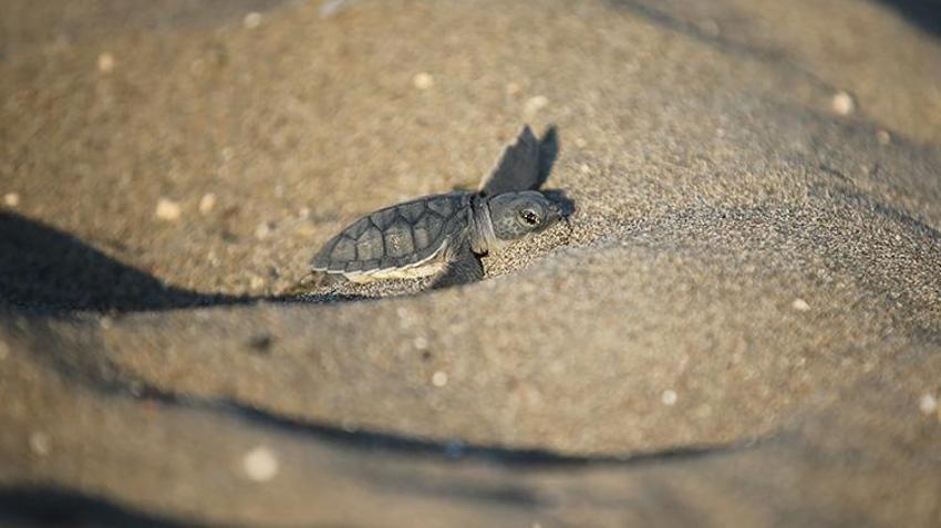 Mersin sahillerinde Akdenizle buluştular! Yeşil Deniz Kaplumbağaların zorlu yolculuğu başladı