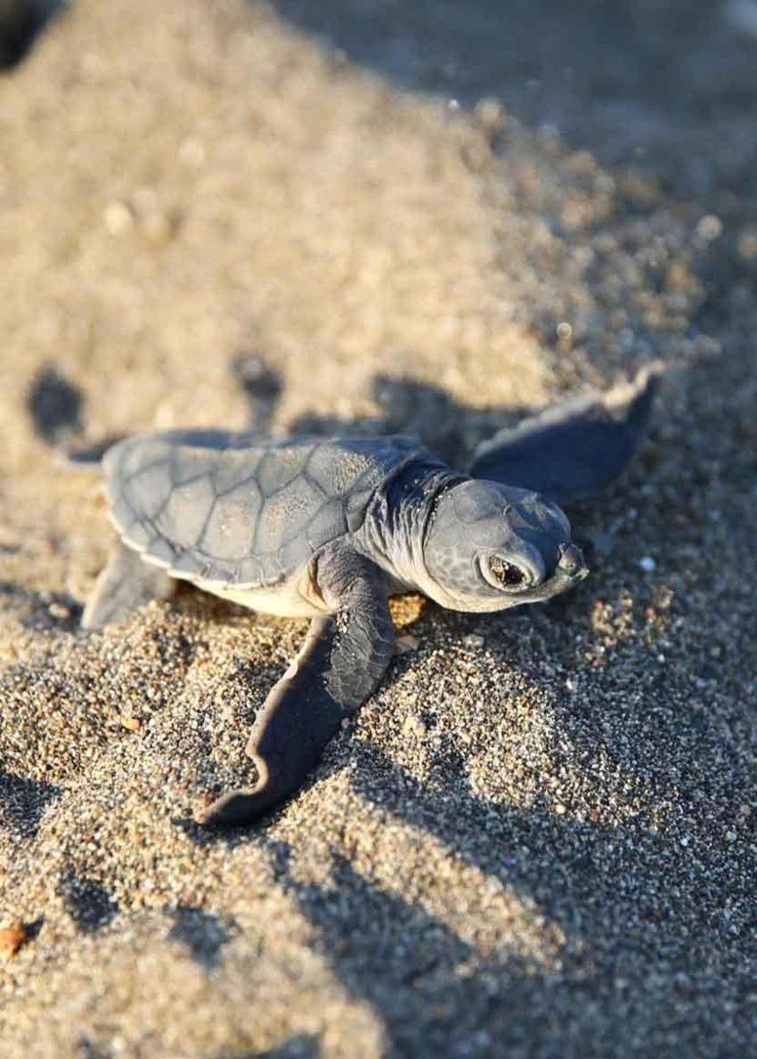 Mersin sahillerinde Akdenizle buluştular! Yeşil Deniz Kaplumbağaların zorlu yolculuğu başladı