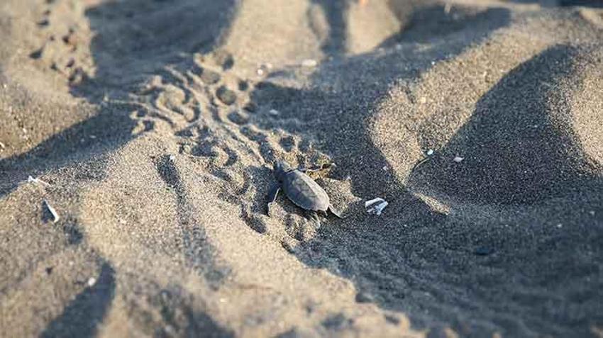 Mersin sahillerinde Akdenizle buluştular! Yeşil Deniz Kaplumbağaların zorlu yolculuğu başladı