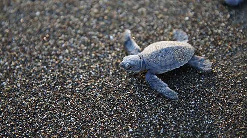 Mersin sahillerinde Akdenizle buluştular! Yeşil Deniz Kaplumbağaların zorlu yolculuğu başladı