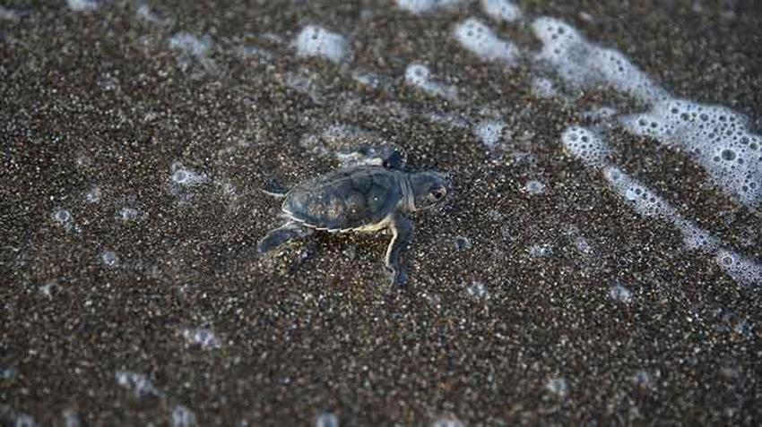 Mersin sahillerinde Akdenizle buluştular! Yeşil Deniz Kaplumbağaların zorlu yolculuğu başladı