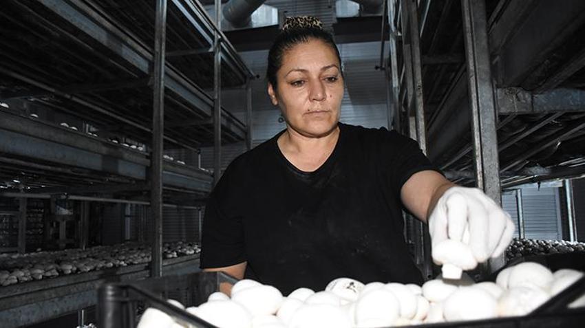 Memurluğu bıraktı, aldığı hibeyle üretime başladı! Ayda 15 tonla kazancını katlıyor