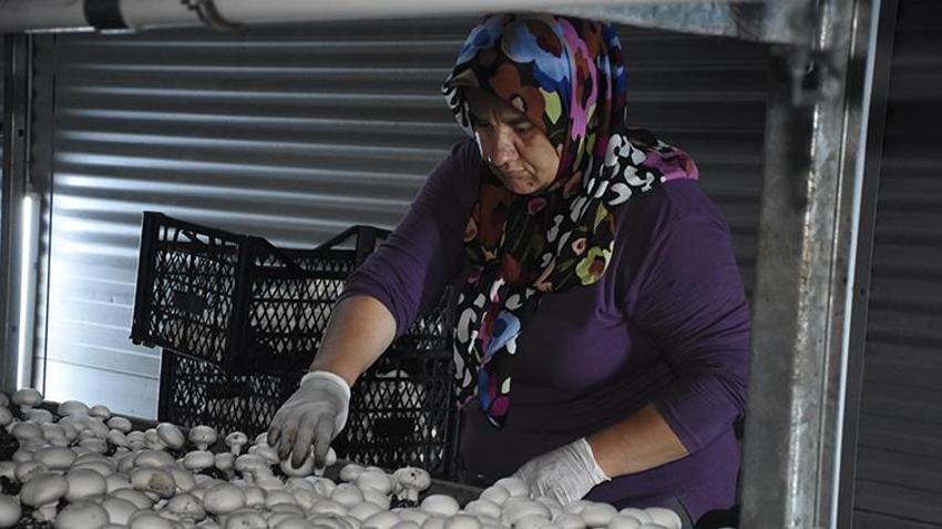 Memurluğu bıraktı, aldığı hibeyle üretime başladı! Ayda 15 tonla kazancını katlıyor