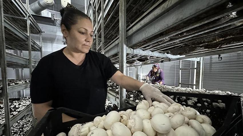 Memurluğu bıraktı, aldığı hibeyle üretime başladı! Ayda 15 tonla kazancını katlıyor